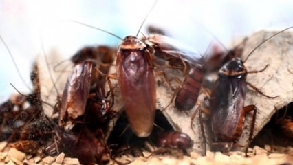 Den definitive løsningen for å bli kvitt kakerlakker