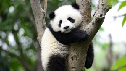 Den minste pandaen i verden ble født i Kina