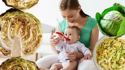 Spiser babyer kål? I hvilken måned skal babyer gis kål? Fordeler med kål for babyer