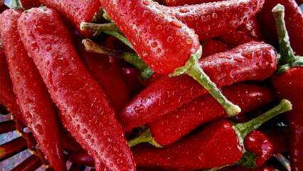 Livsforlengelse: Hva er fordelene med paprika? Hva skjer hvis du spiser paprika regelmessig?