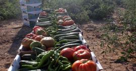 Uansett hva du kjøper i Ayrancı-distriktet i Karaman er det kun 1 lira! Fra tomat til agurk...