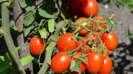 Hvordan dyrke tomater i en gryte? Den enkleste tomatdyrking