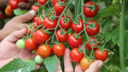 Hva er fordelen med å spise tomater på sahur? Hva er fordelene med rå tomater? 