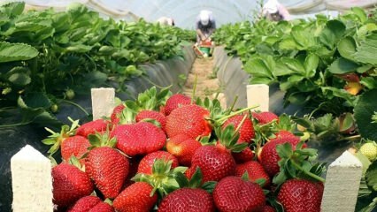 Hva er symptomene på jordbærallergi? Er det noen fordel for jordbær?