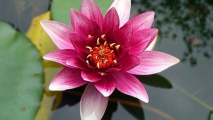 Hvordan ta vare på Lotus (vannlilje) blomst hjemme?