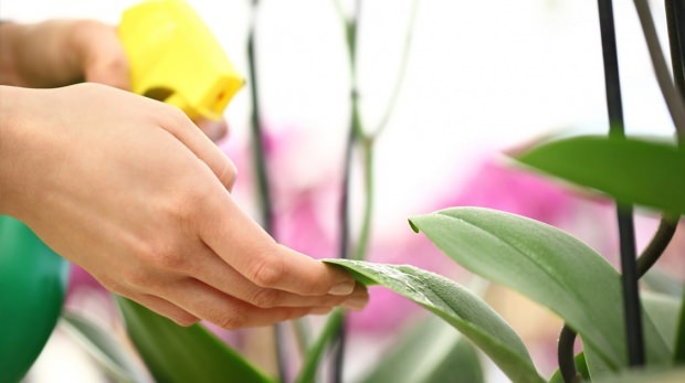 Hvordan ta vare på planter i vårsesongen?