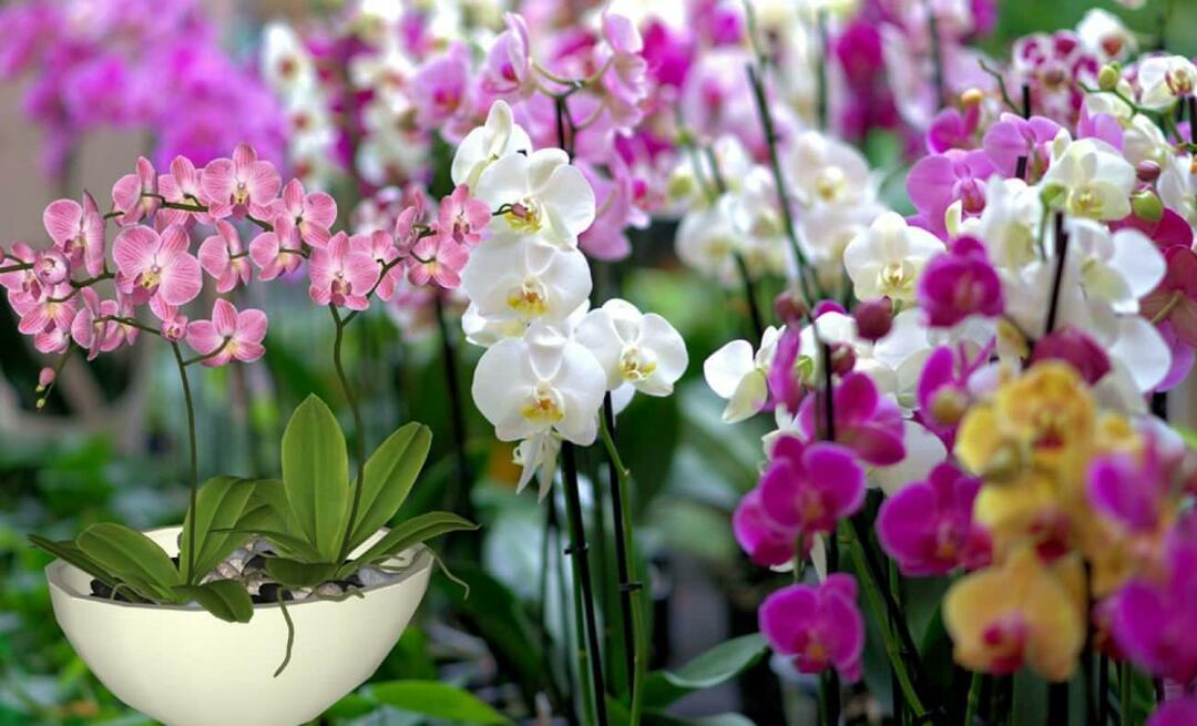 Hvordan ta vare på orkideer? Hvordan forplante orkideblomster? 5 ting orkideblomster ikke liker