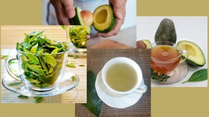 Hva er fordelene med te avokadoblad? Hvordan lage avokadoblad te?