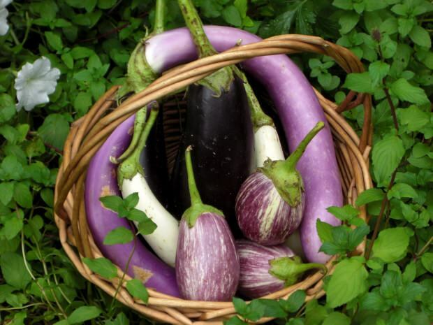 hva er fordelene med aubergine