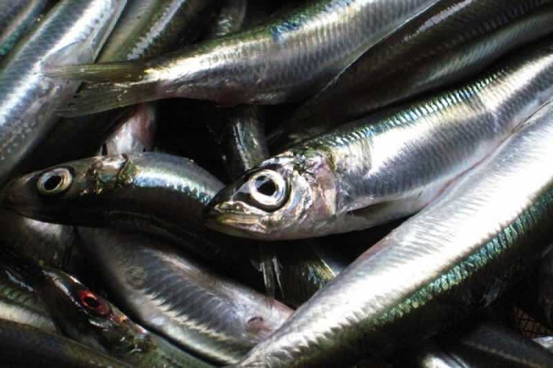 sardin har den høyeste oljeverdien blant fiskearter
