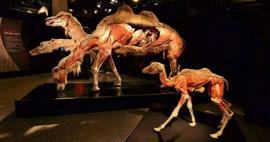 Real Animals Anatomy Exhibition kommer til Tyrkia!