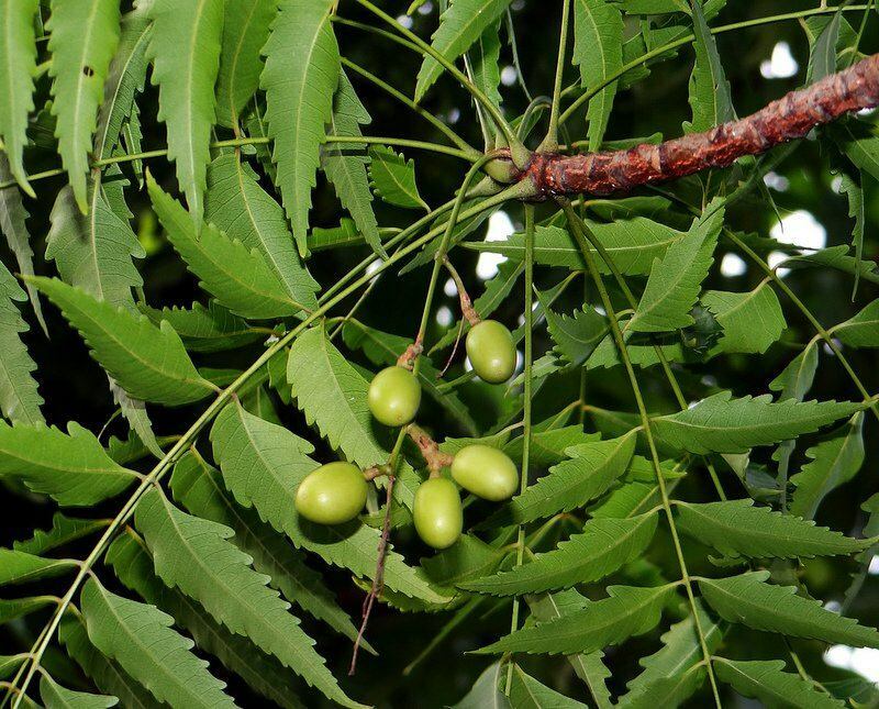 neem-tre har blitt brukt i alternativ medisin siden antikken