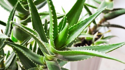 Hva er Aloe Vera? Hva er fordelene for huden? Hvordan påføres Aloe Vera på huden?