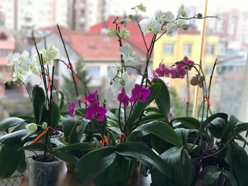 Hvordan ta vare på orkideer? Hvordan vanne en orkide hjemme? Metode for å gjenopplive orkideer