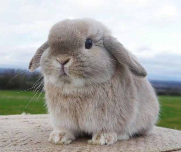 Hvordan skal pleie av kaniner være? Hvordan gjøres toalettopplæring?