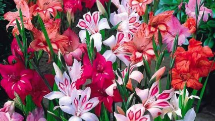 Hvordan ta en blomst med gladiolus?