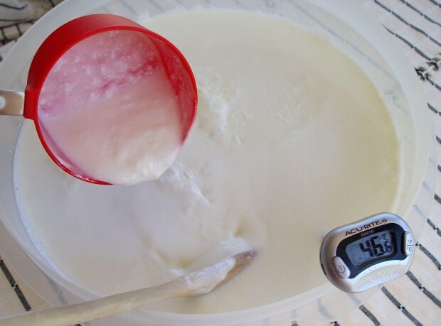 hjemmelaget yoghurt