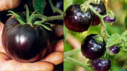 Kreftfiende: Hva er en svart tomat? Hva er fordelene med svarte tomater?