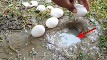 YouTube-fenomen fanget fisk ved å knuse et egg i vannet! Her er det forbløffende resultatet ...