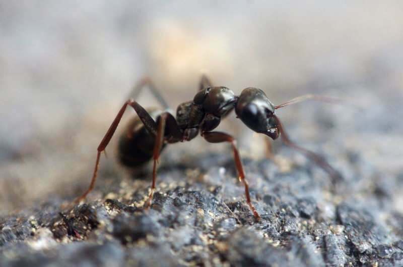 Effektiv metode for å fjerne maur hjemme! Hvordan kan maur ødelegges uten å drepe?