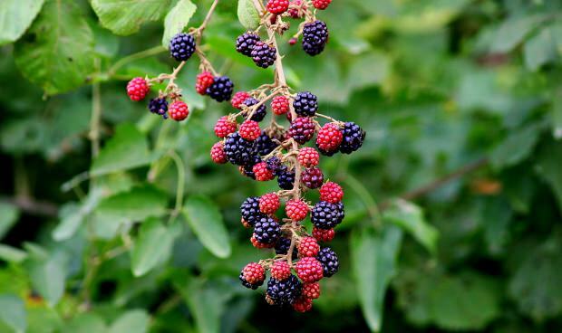 Hva er fordelene med bjørnebær? Blackberry-varianter! Blackberry te