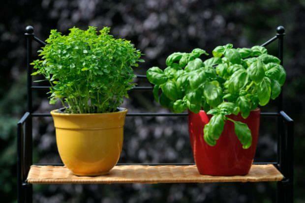 hvordan å dyrke fersk basilikum