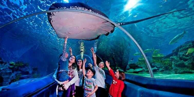  Scener fra Istanbul Sea Life Aquarium