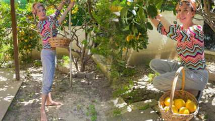 Sanger Tuğba Özerk plukket sitron fra treet i sin egen hage!