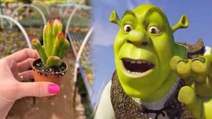 Hvordan dyrke Shrek øreplante? Blomstrer Shrek-øreplanten? Shrek ørepleie
