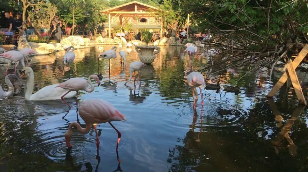Hvordan komme seg til Flamingoköy?