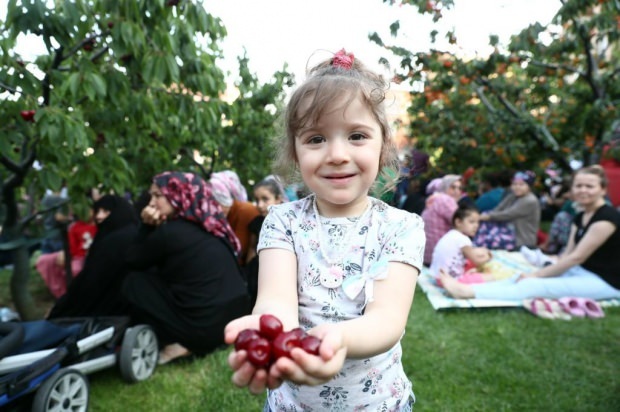11. plass i Bağcılar kommunes kirsebærhage. Cherry Harvest-aktivitet!