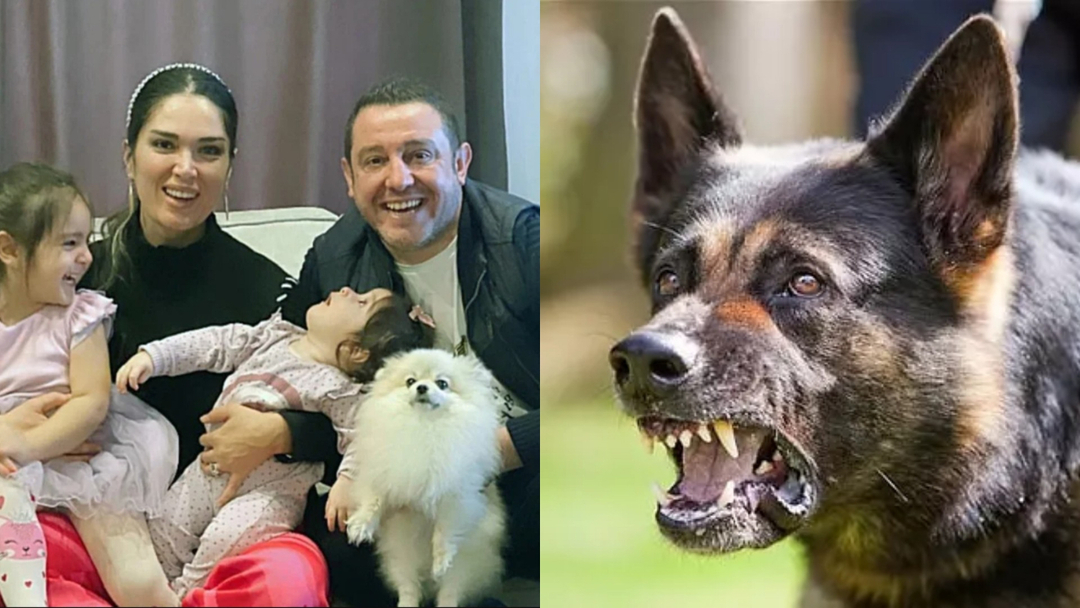 De rev hunden til Nihat Kahveci i stykker! Et annet tilfelle av løse løshunder