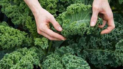 Økende immunitet: Hva er fordelene med kale? Hvordan forbrukes kale?