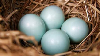 Hva er fordelene med blågrønt egg?