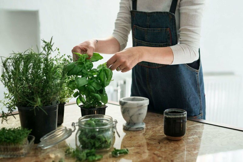 Hvordan dyrke en plante hjemme? 5 forslag til de som ønsker å dyrke planter hjemme med egne midler