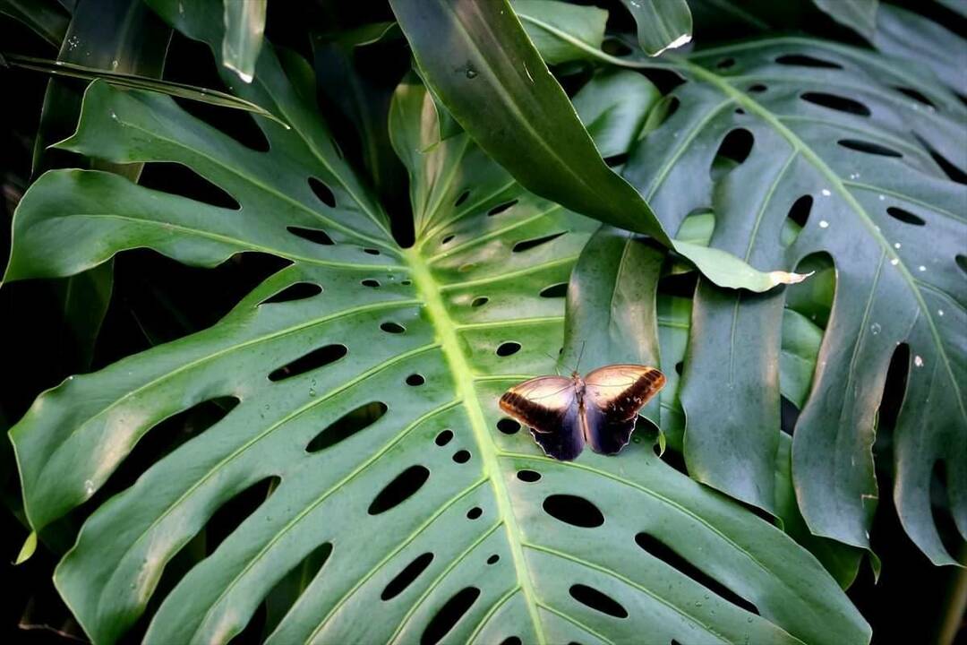 Stor interesse for Konya Tropical Butterfly Garden: 3 millioner besøkende på 8 år