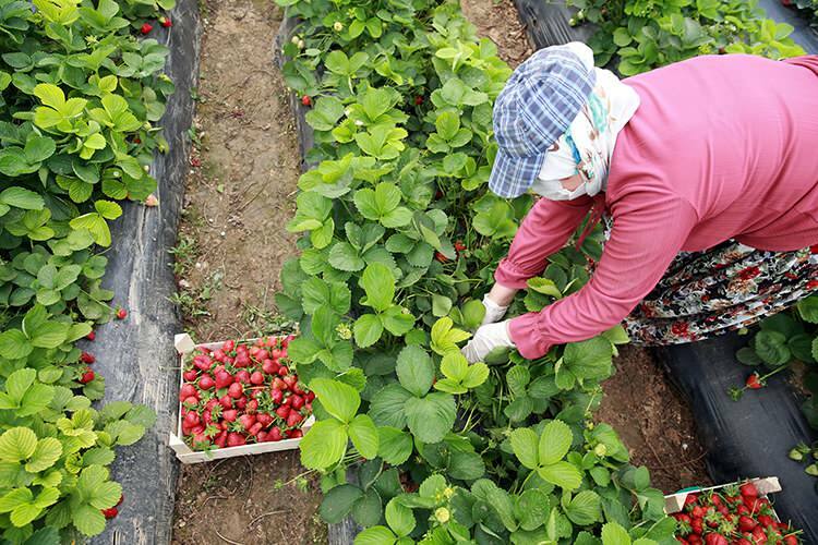 'Arbeidskamp' av kvinnelige arbeidere i jordbærdrivhus