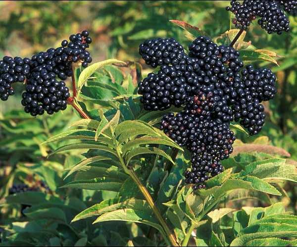 svart elderberry ligner frukt som aronia