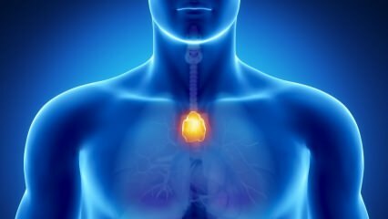 Hva er thymuskjertelen? Hva gjør thymus? 