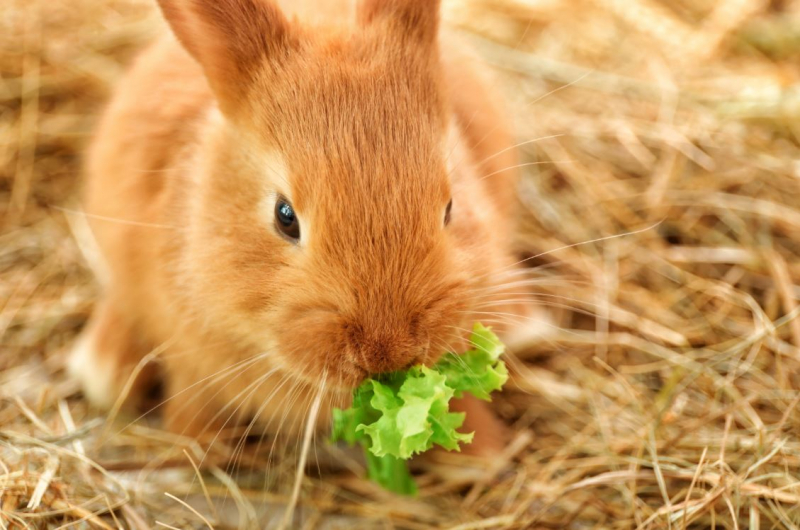 Hva spiser kaninen? Mat som kaninen elsker