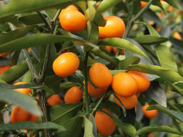 også dyrket i kumquat