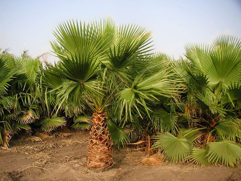 Hvordan dyrke palmetre?