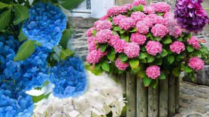Hvordan ta vare på hortensiablomst hjemme? Hortensia blomsterformeringsmetoder
