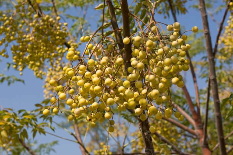 Hva er fordelene med rosary olje for håret? Bruk av rosary tree olje