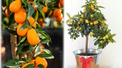 Hvordan dyrke kumquat i en blomsterpotte? Kumquat-pleie hjemme