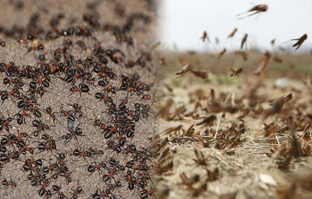 Hvor er myrinvasjonen? Myrangrep etter gresshoppeangrep