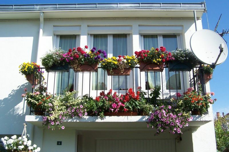 Forslag til balkongpynt for vårmånedene! Vårbjørn blomster navn