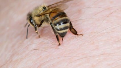 Hva er bieallergi og hva er symptomene? Naturlige metoder som er bra for bie stikk