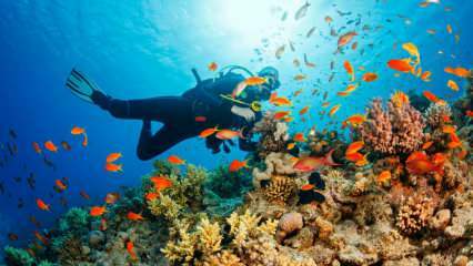 4 spesielle ruter for dykking under vann! de vakreste dykkesteder i Tyrkia