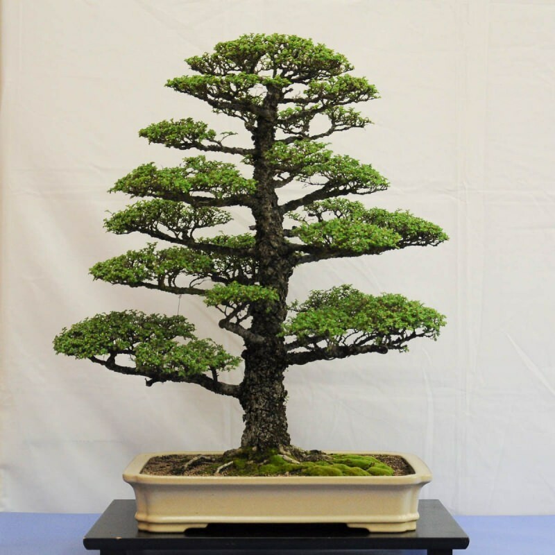hvordan å dyrke et bonsai-tre